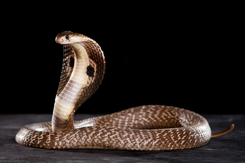 snake_1