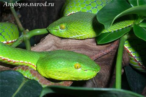 snake_8